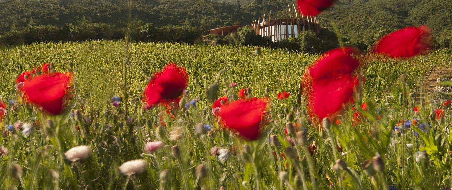  Clos Apalta image